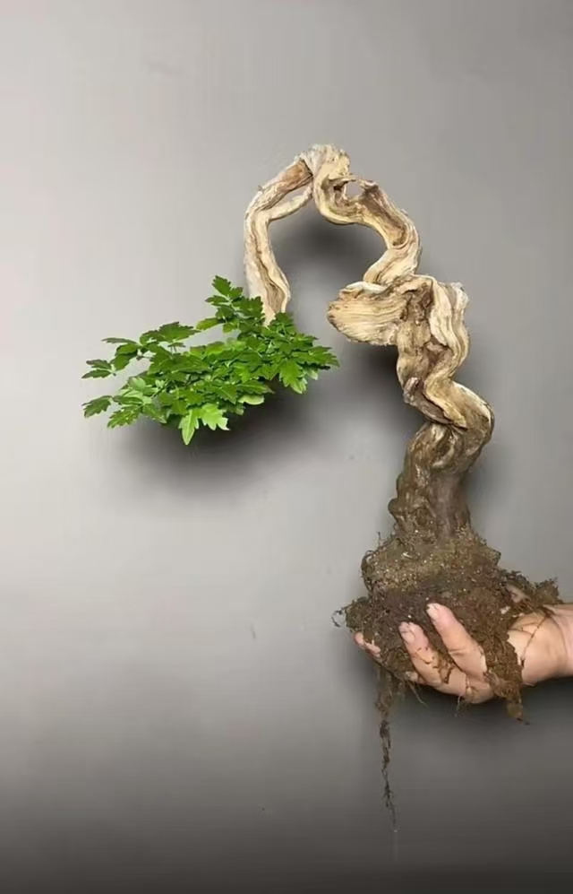 黄荆小叶崖荆庭院植物私拍随机发货茶室黄荆微型小黄荆盆景直播间