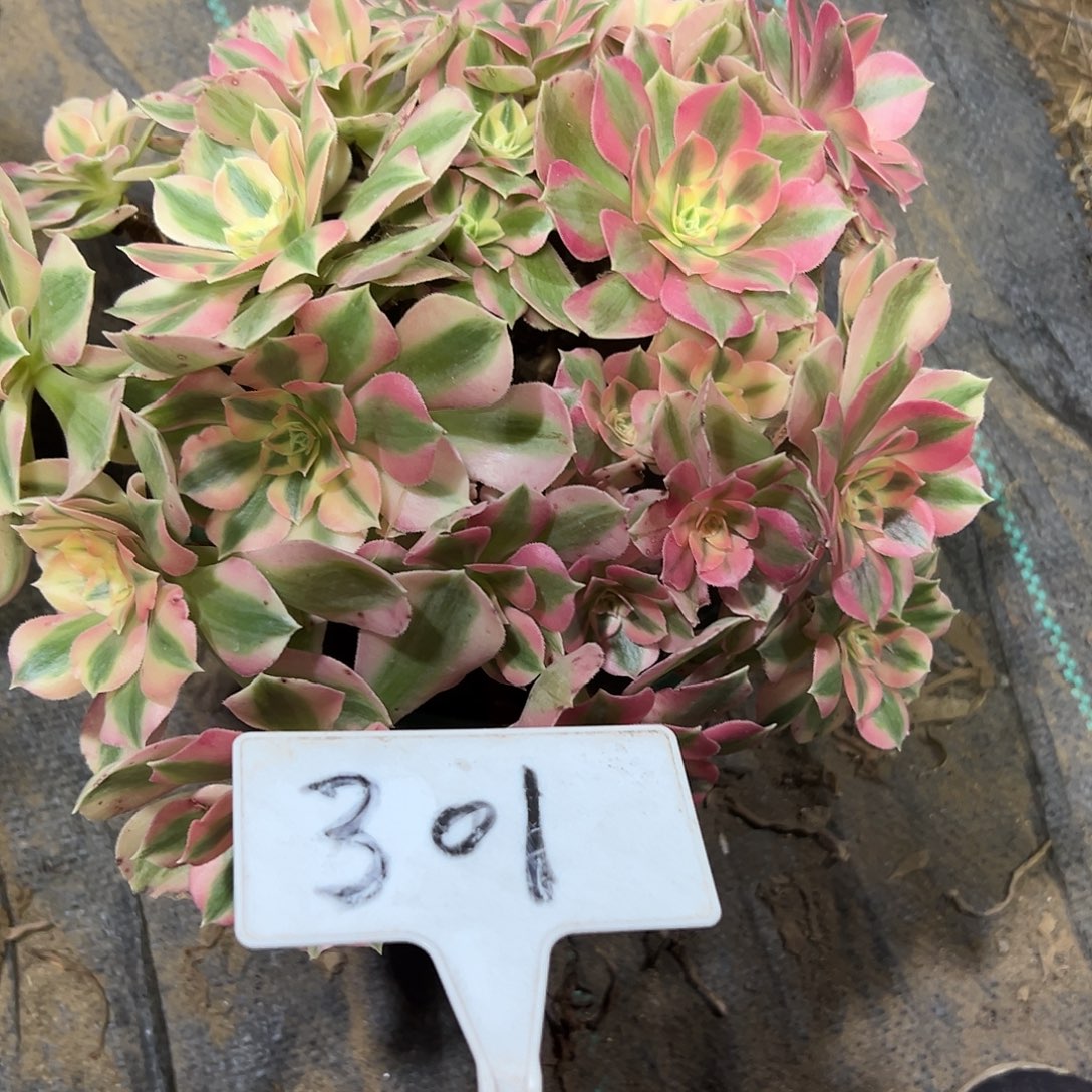 多肉植物粉女巫法师301