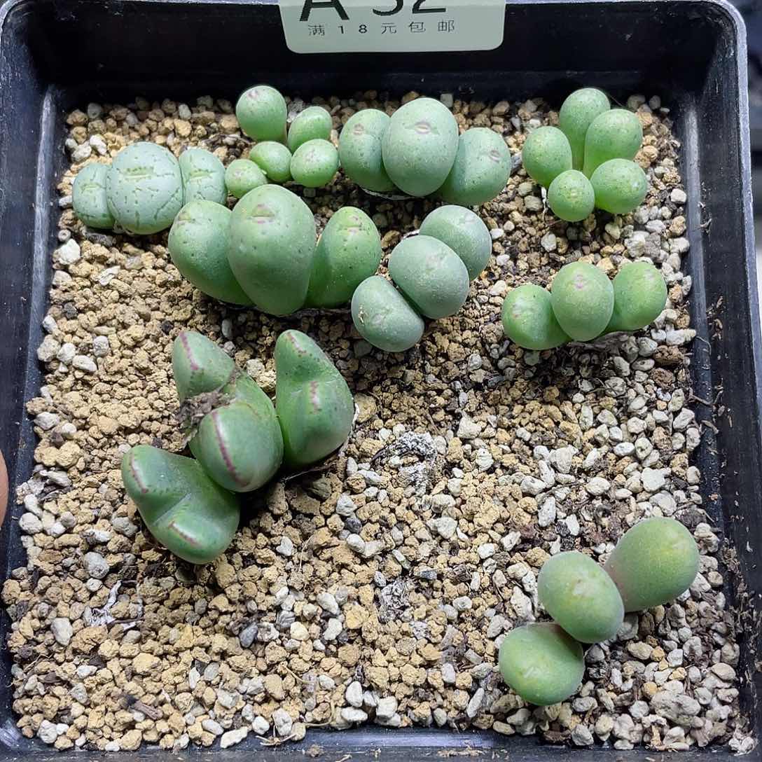 A32号，很好看的肉肉呢