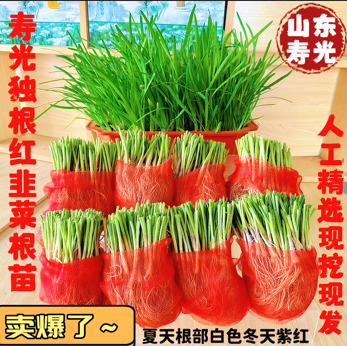 寿光红根韭菜现挖现发宽叶独根韭菜春秋阳台盆栽庭院高产种植四季