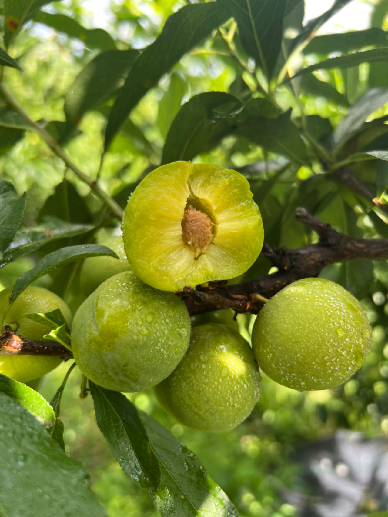 四川汶川老品种脱骨青脆李当季新鲜水果脆甜多汁