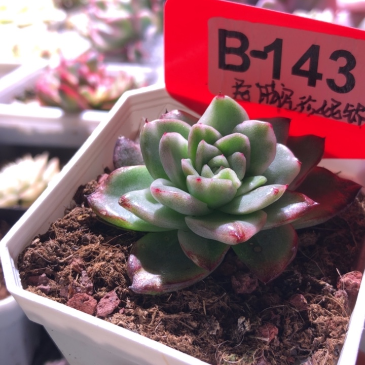 晴空珍妮锦有根有