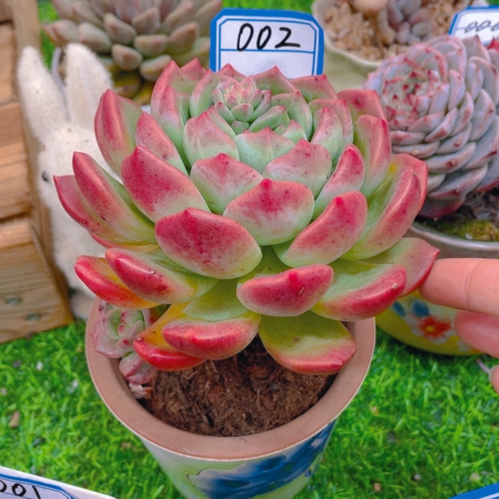 谢谢你的支持0000002