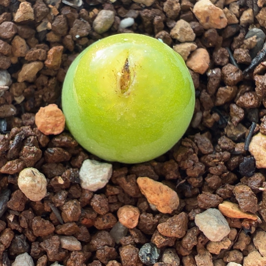 大葫芦母本带盆多肉植物
