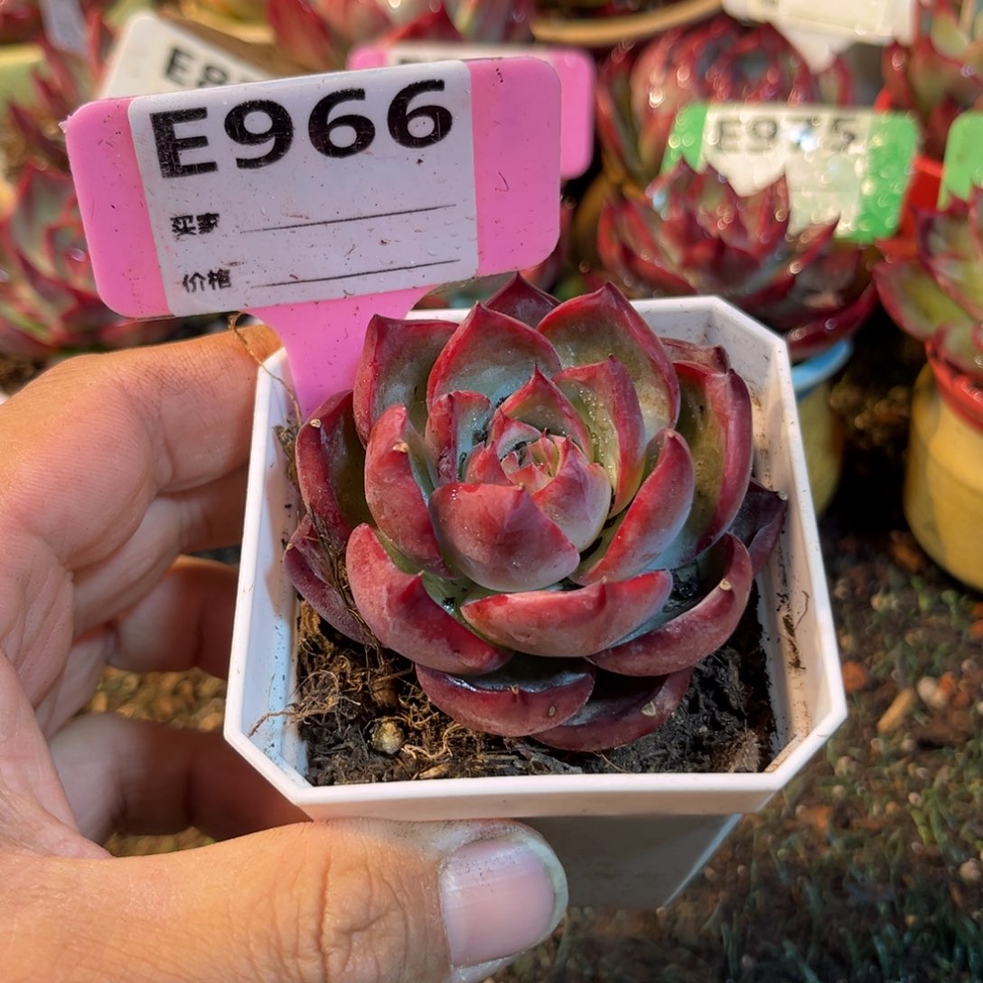 惊鸿一瞥966号多肉