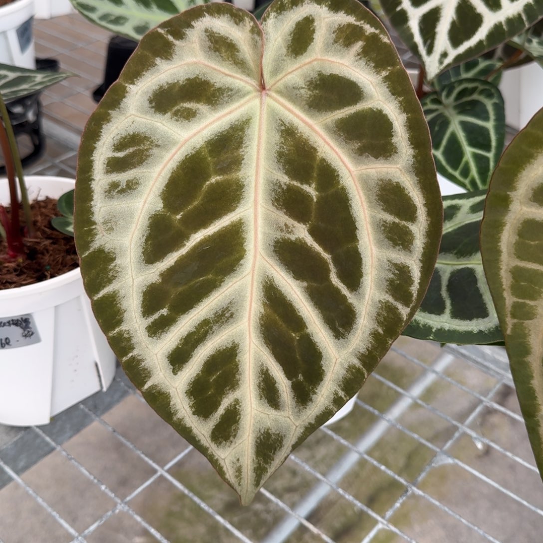 不开花植物Skg银红F2