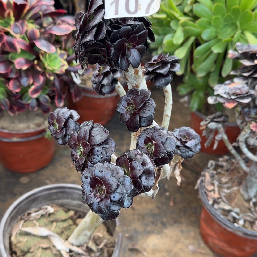 墨豆107满20包邮断枝不包