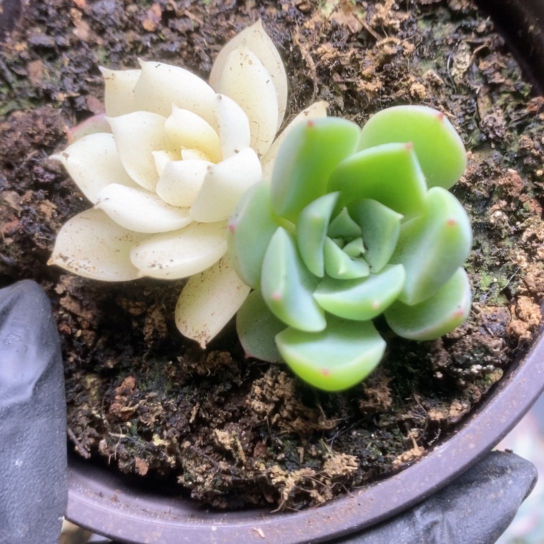 128加勒比海蓝锦锦锦锦锦