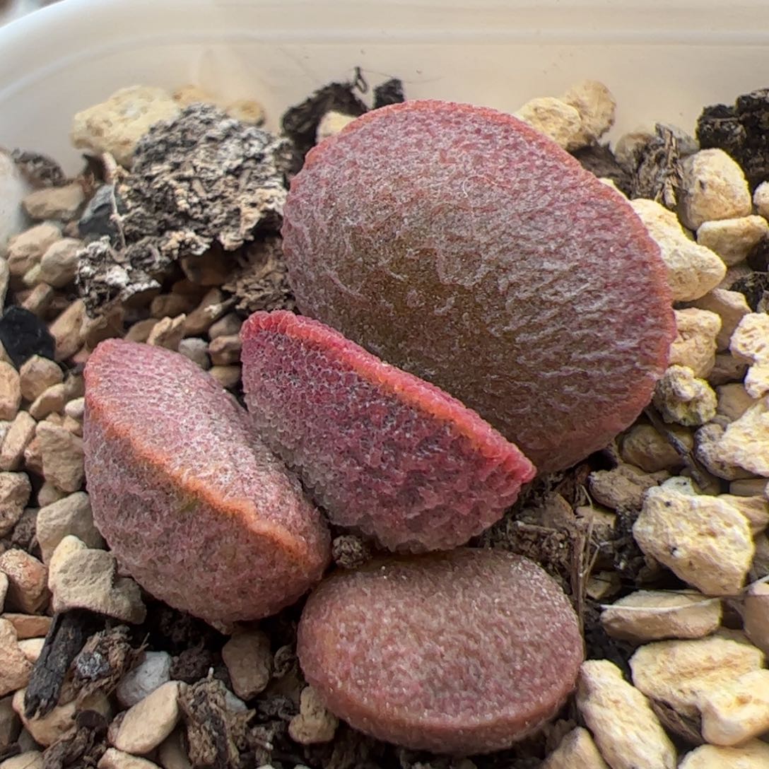 实生新品整颗多肉植物水泡