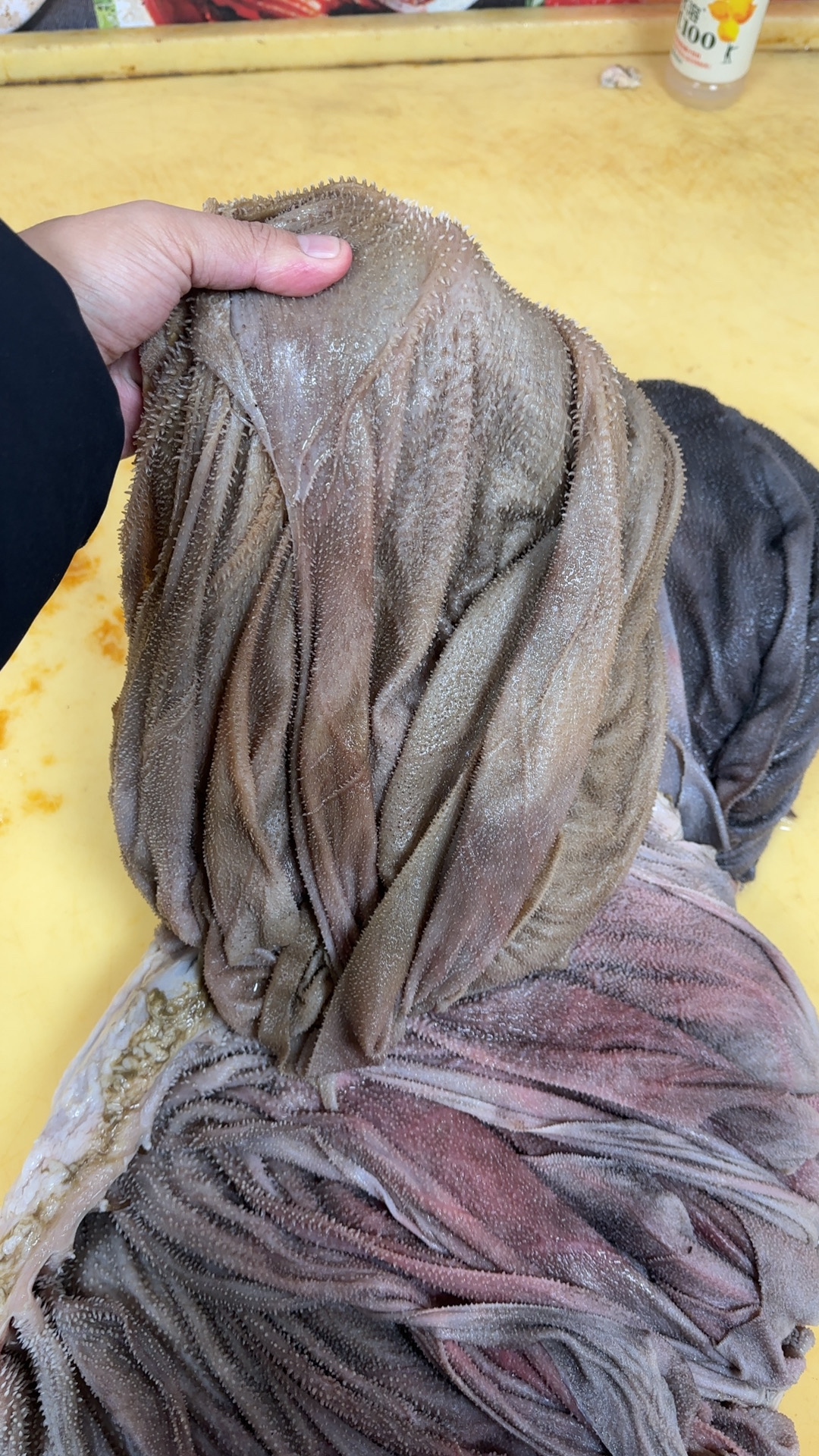 （整个鲜毛肚带底板）屠场鲜货 脆嫩化渣不卡牙巴  固形物含量90%