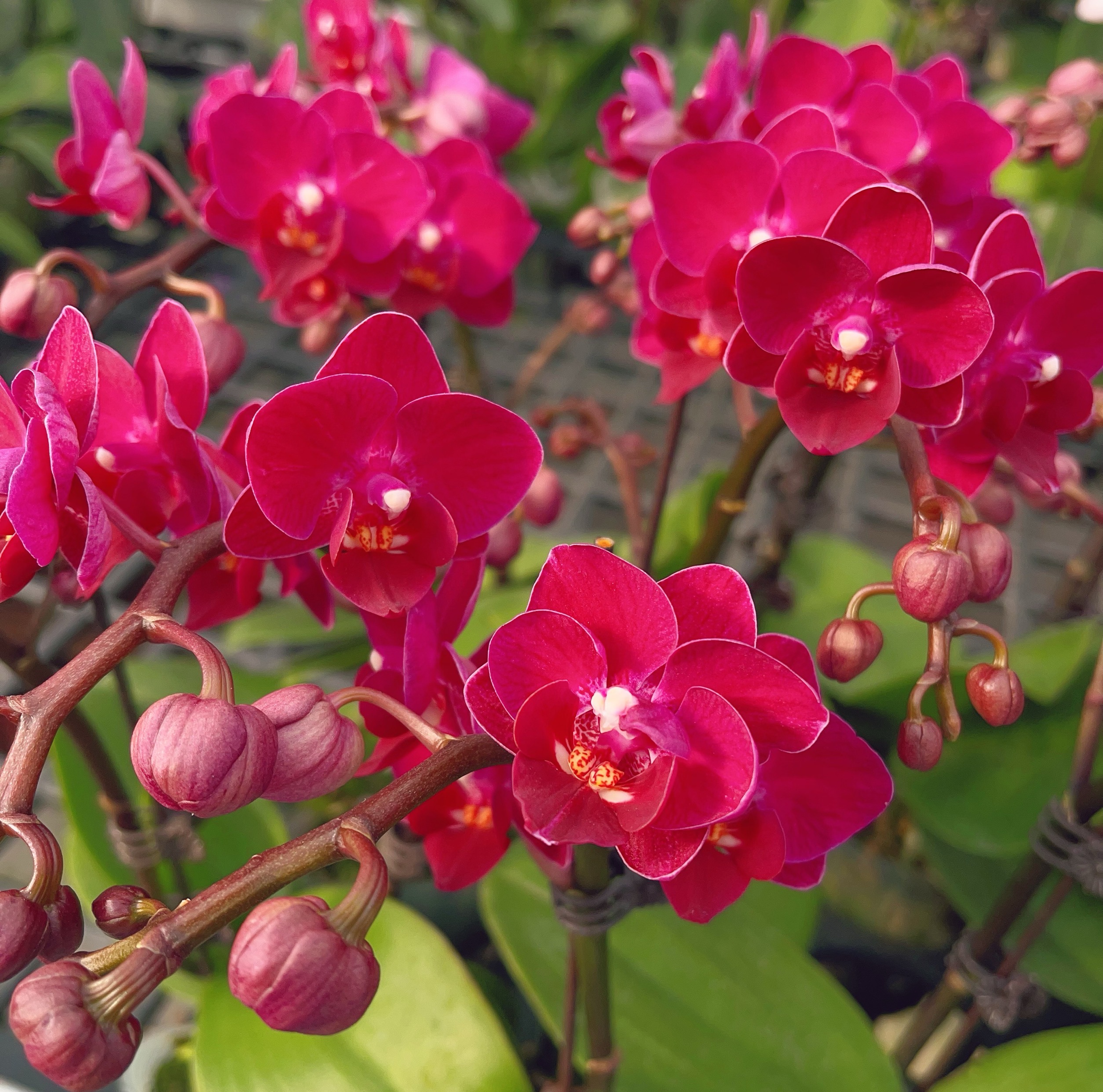 05【甜草莓】小花型.精品蝴蝶兰