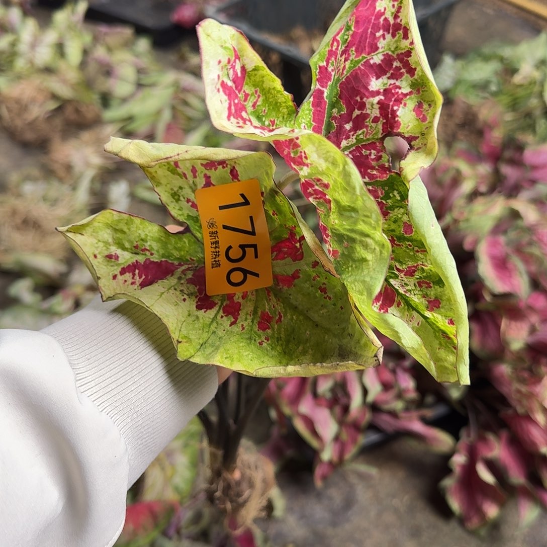 完全开放1756覆盆子裸球不售后