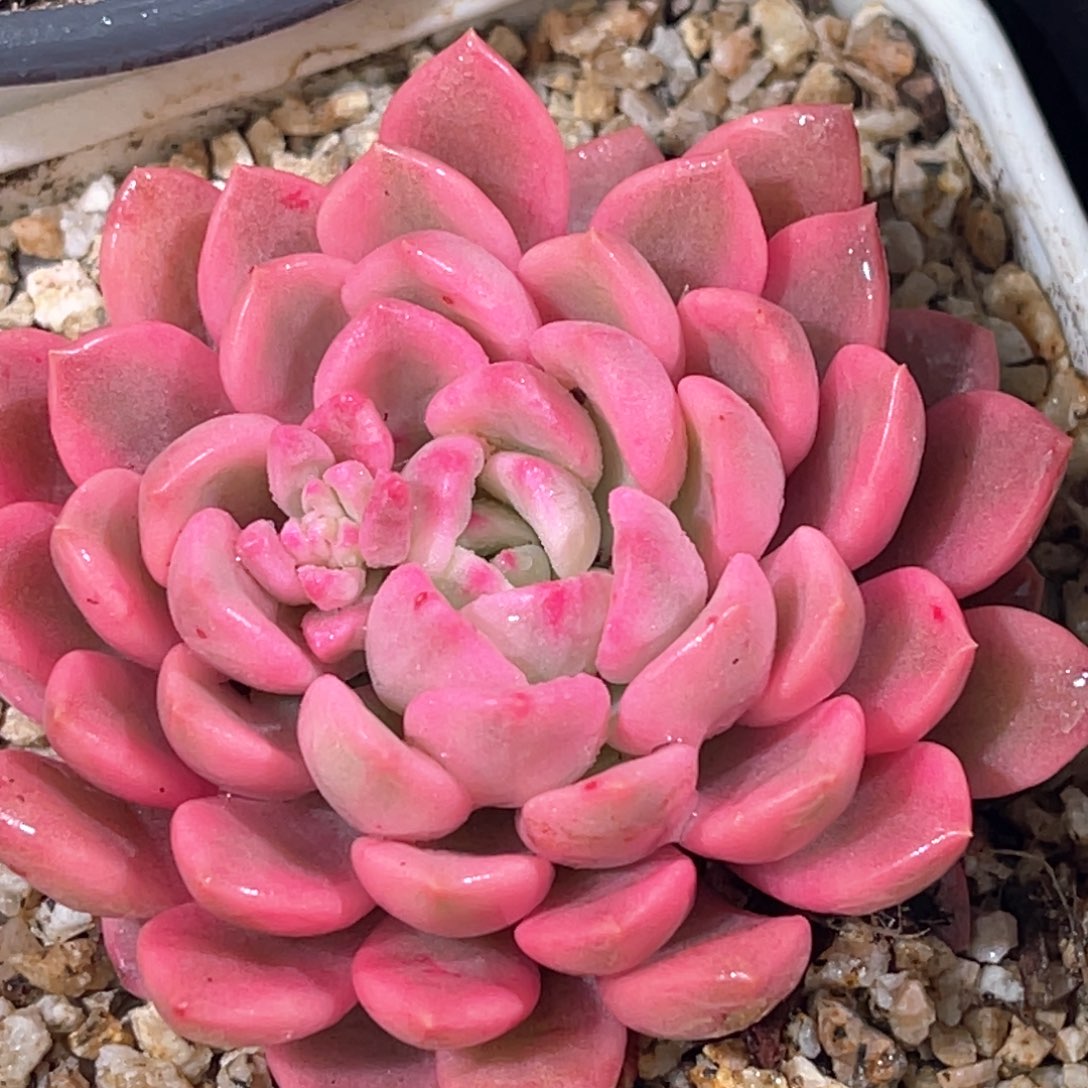 多肉特价红宝石锦