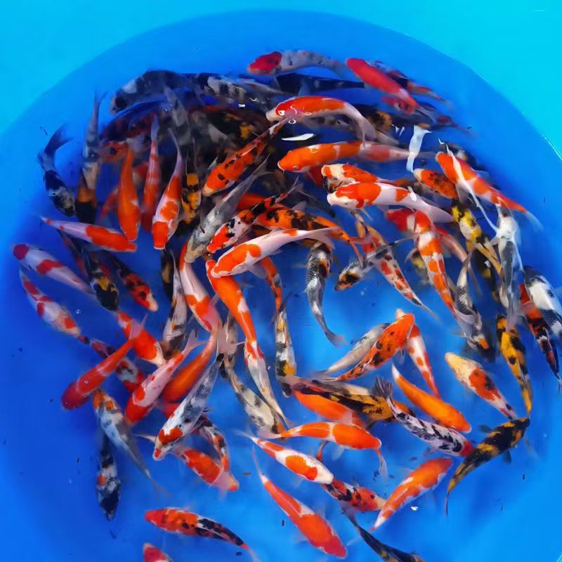 精品锦鲤观赏鱼直播间1号链接
