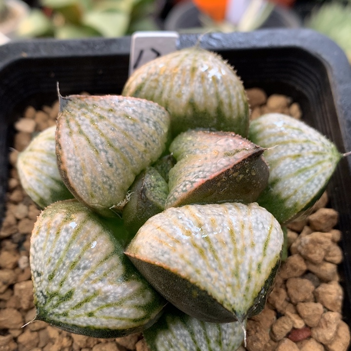 巨大化丸叶娜塔莉青蟹