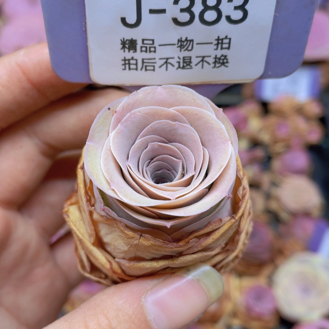 山地玫瑰J383满38包邮裸根发货