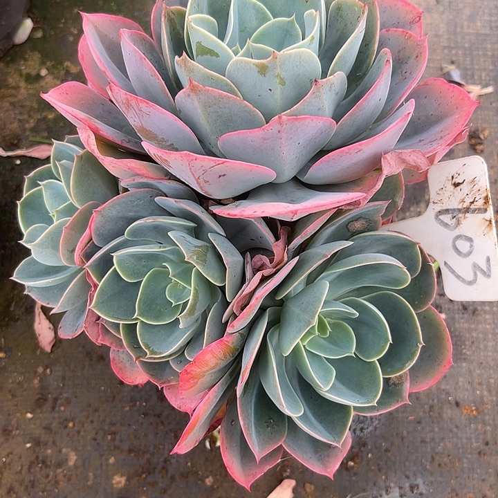 三***)两单包邮， 一物一拍，散603