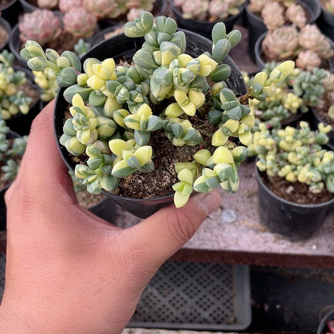 静**在0316  鹿角海棠锦  六月六