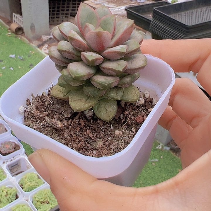 葡萄19包邮多肉植物