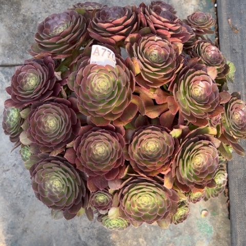 若*770沙拉碗朵朵45厘米左右