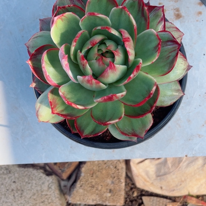 c***r惊鸿仙子多肉植物A227