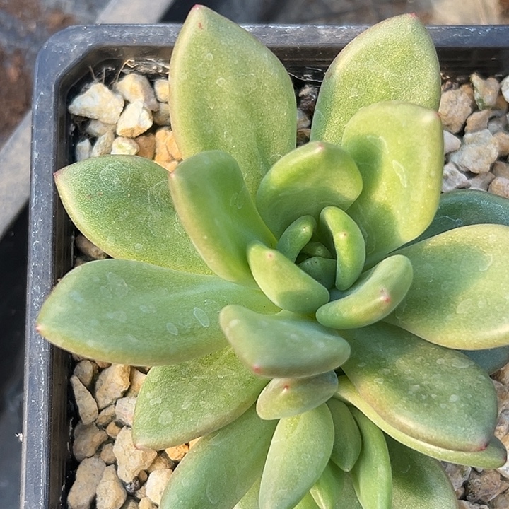 左***死双头美人特价美人