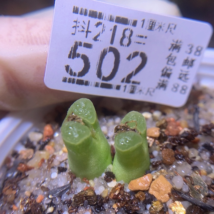 精品生石花218.502