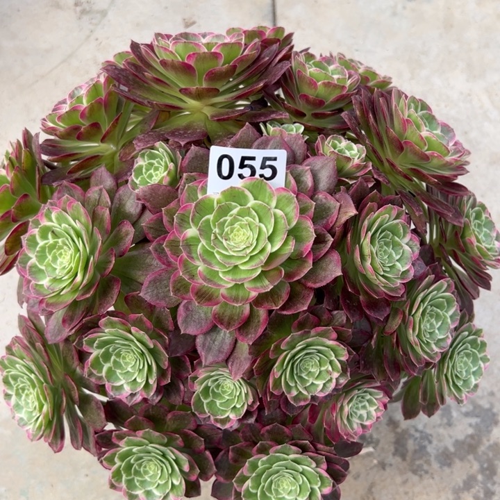 055莲花30厘米左右