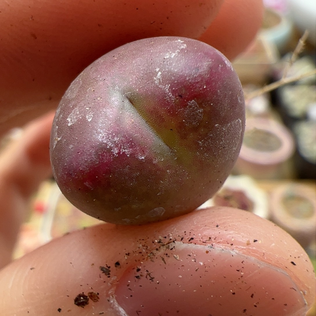 【闪购商品】66 桃割娘杂