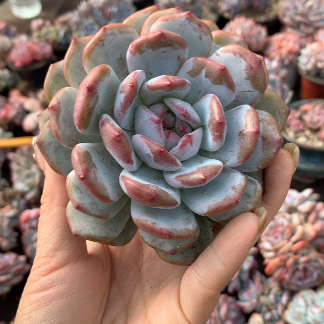 星影哈哈哈哈哈哈哈哈哈哈