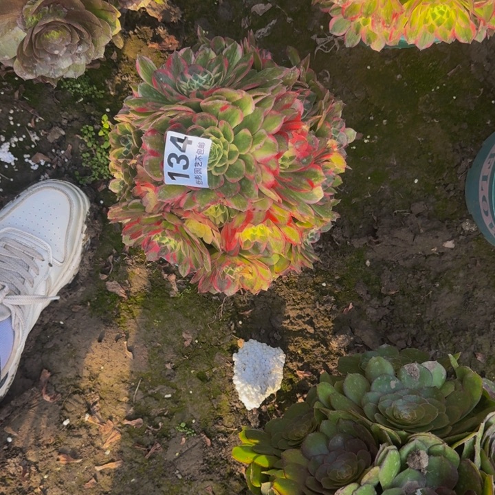 海王花27-14包邮花花