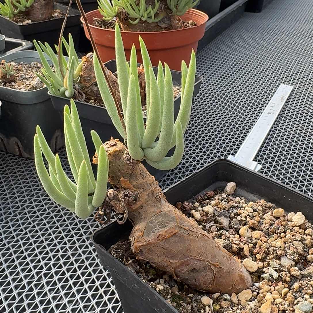 加里斯白象奇峰锦带盆