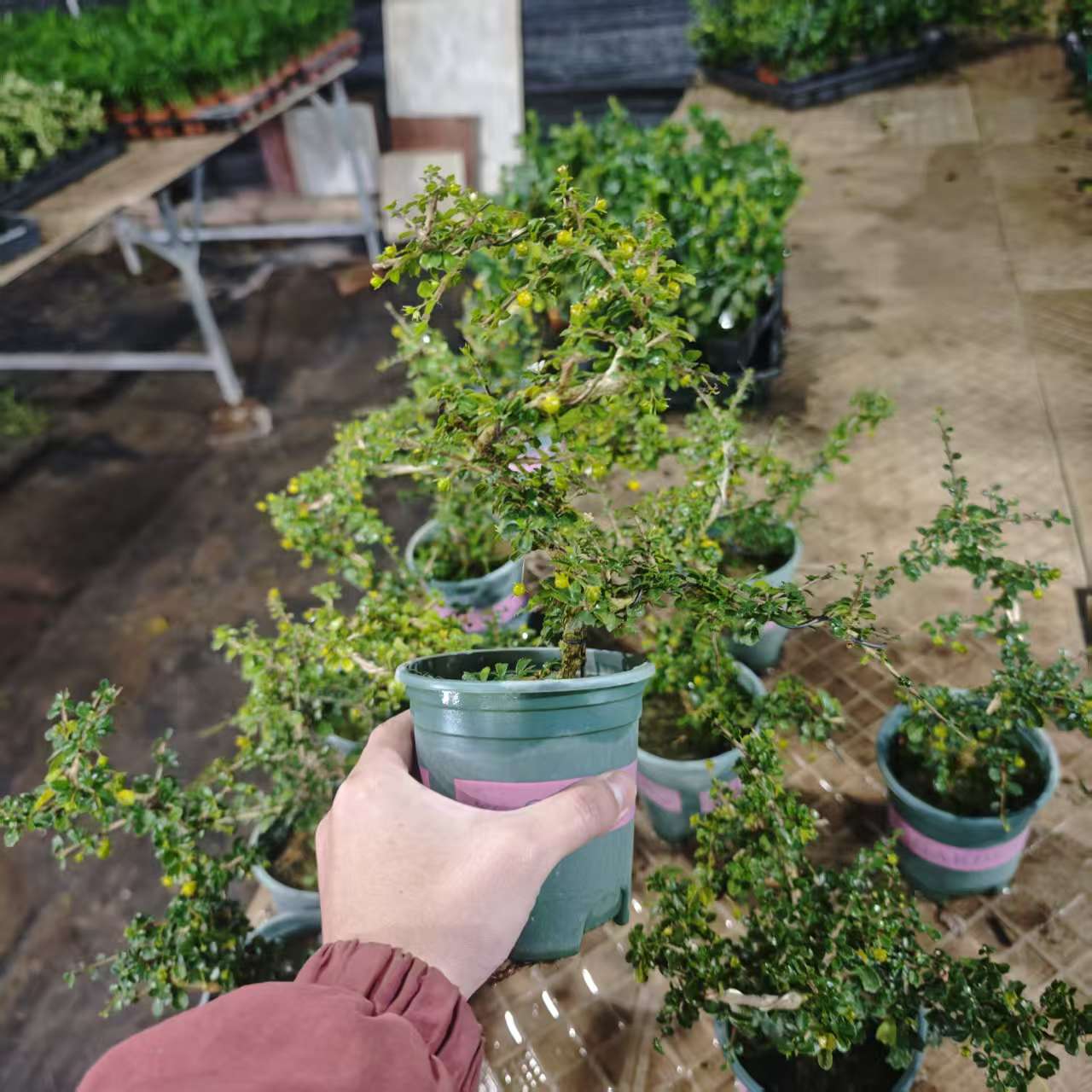 【加仑造型小叶福建茶】好养绿植喜阳盆景盆栽植物