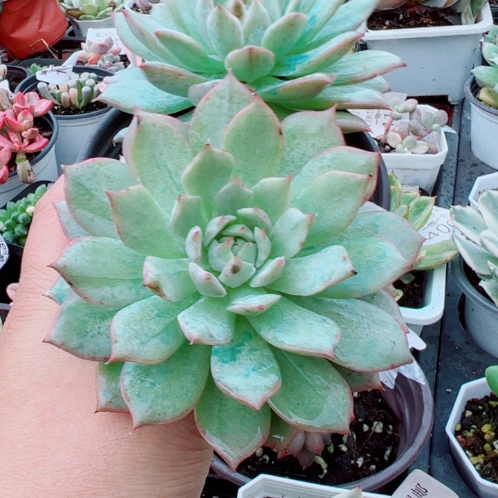 TP锦多肉植物双头老桩