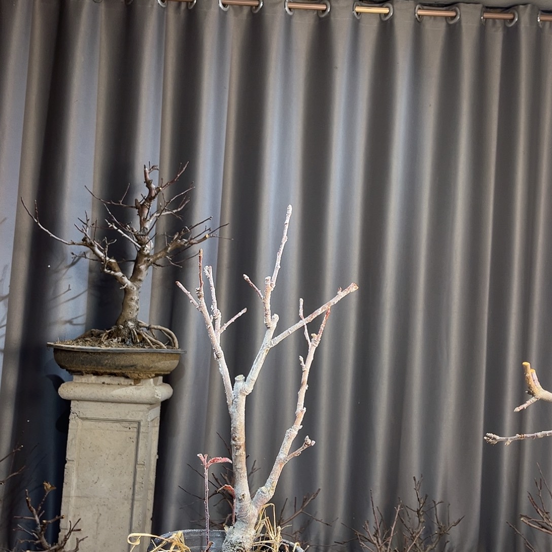 无花朵一物一拍，原土原盆，纸箱发货