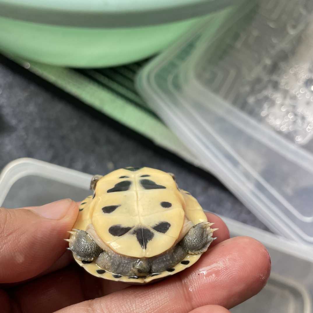 2025年2个瑕疵安布苗