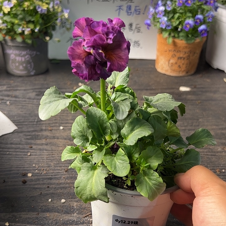 当前无花朵，栽培后可花朵113号