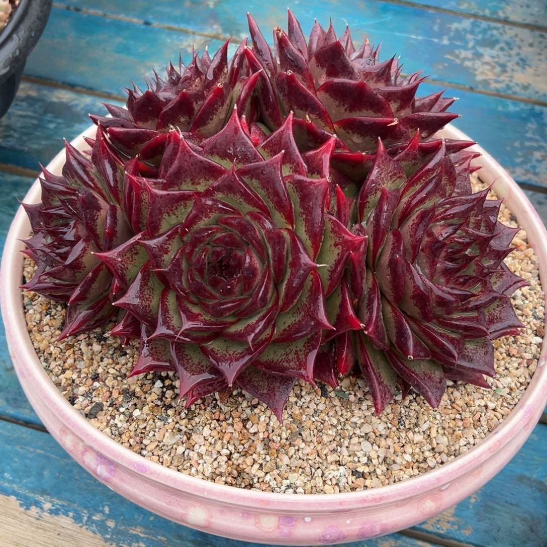 从前慢多肉精选编号0207.2222