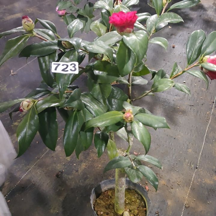 723雅子，美千，原盆原土发货