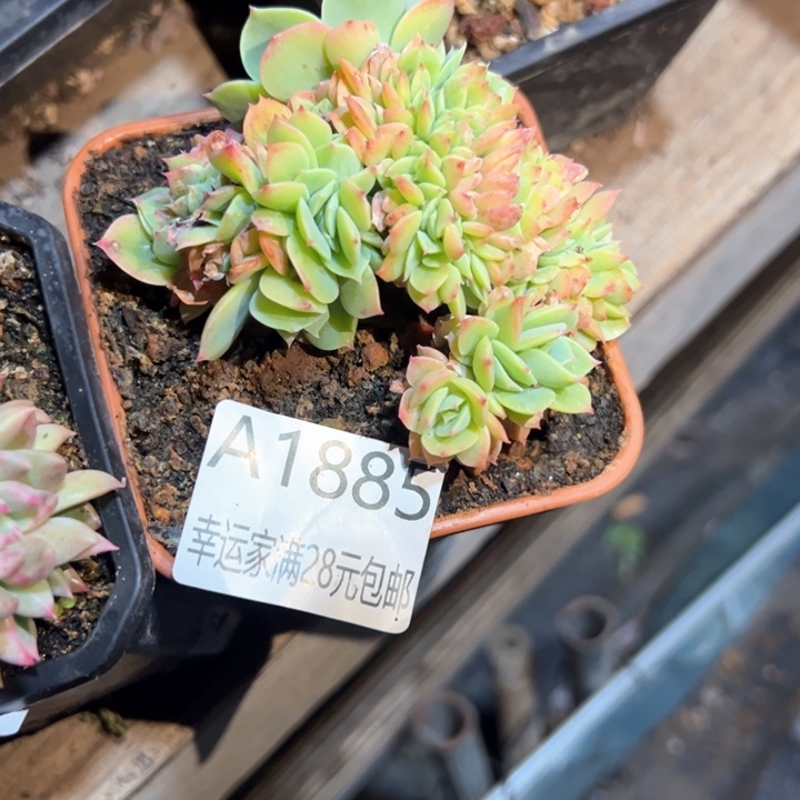 幸运的是我的朋友是