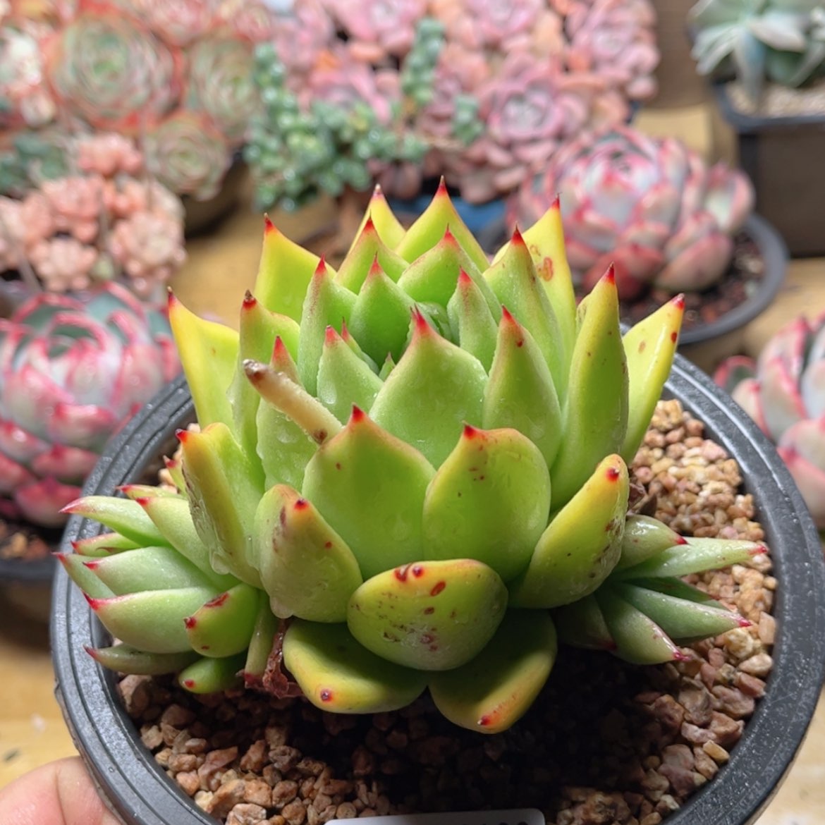 【闪购商品】2100.......