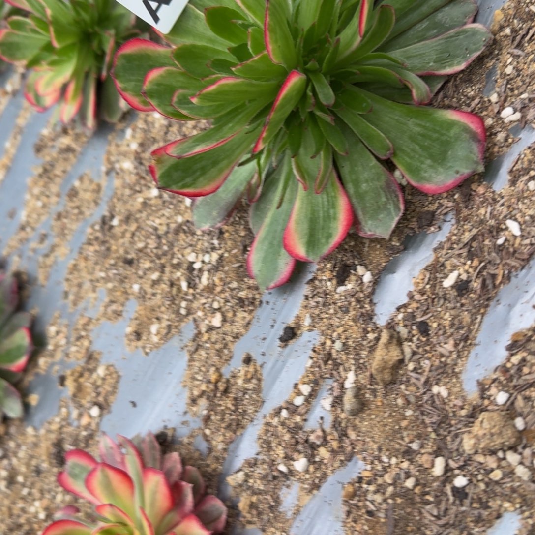 向***北851月华到秋。多肉植物