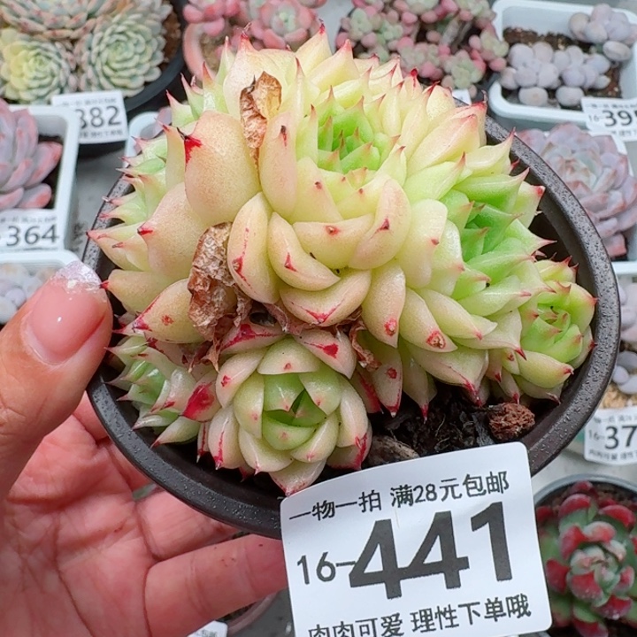 凤凰火多肉多肉植物