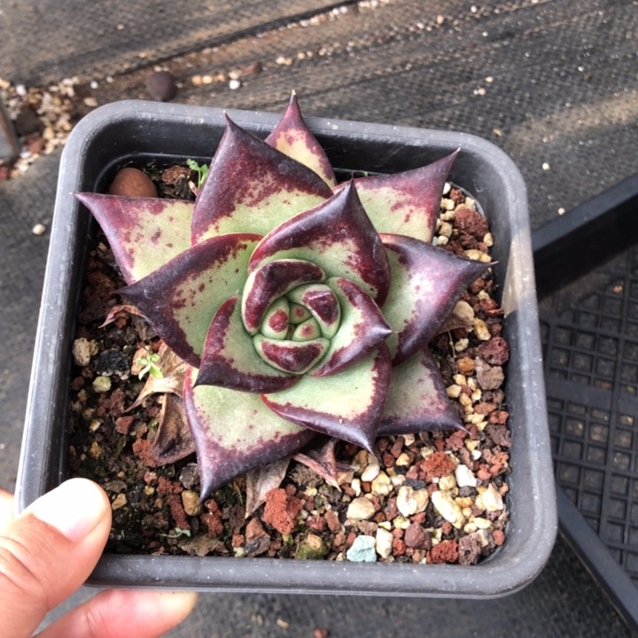 福利000000000000014