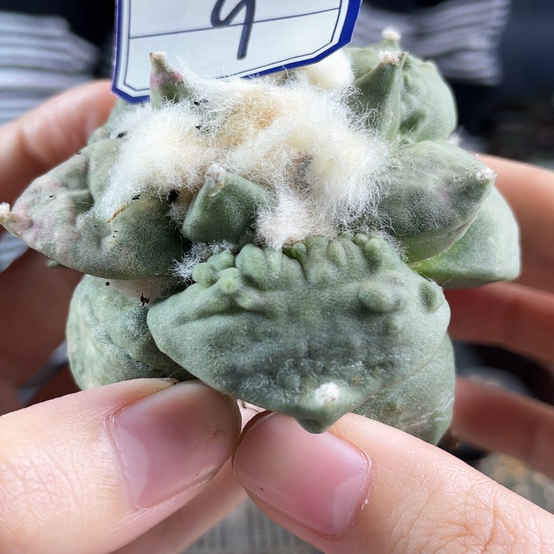 9号自根村主任牡丹1颗