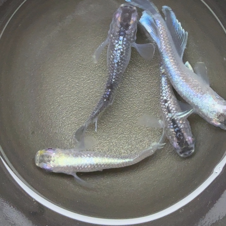 青鳉鱼体外光礼服36号