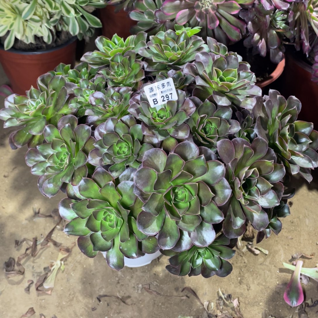 297魅金玫瑰多肉法师断枝不包