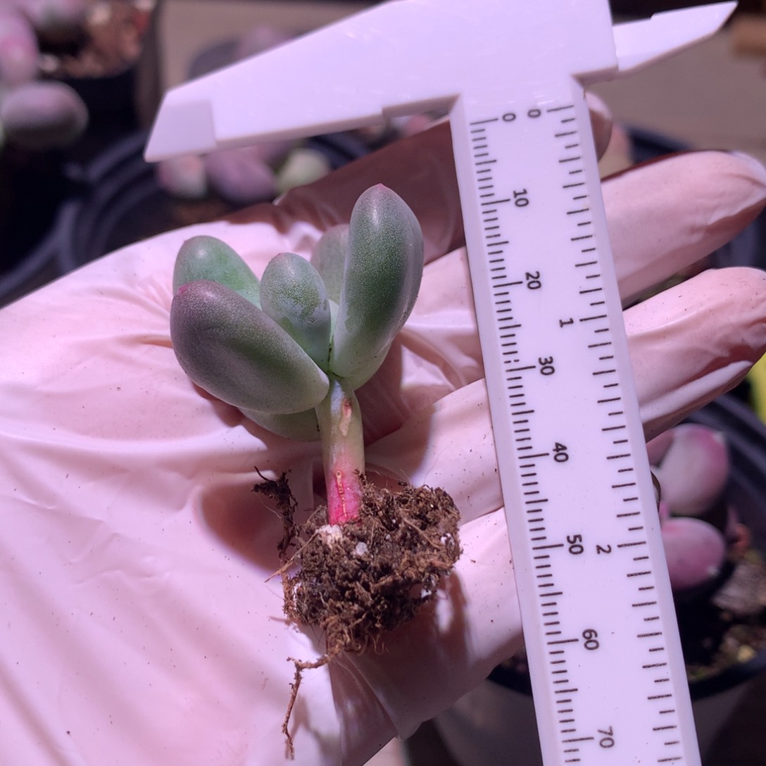 米可奶酪多肉 米可奶