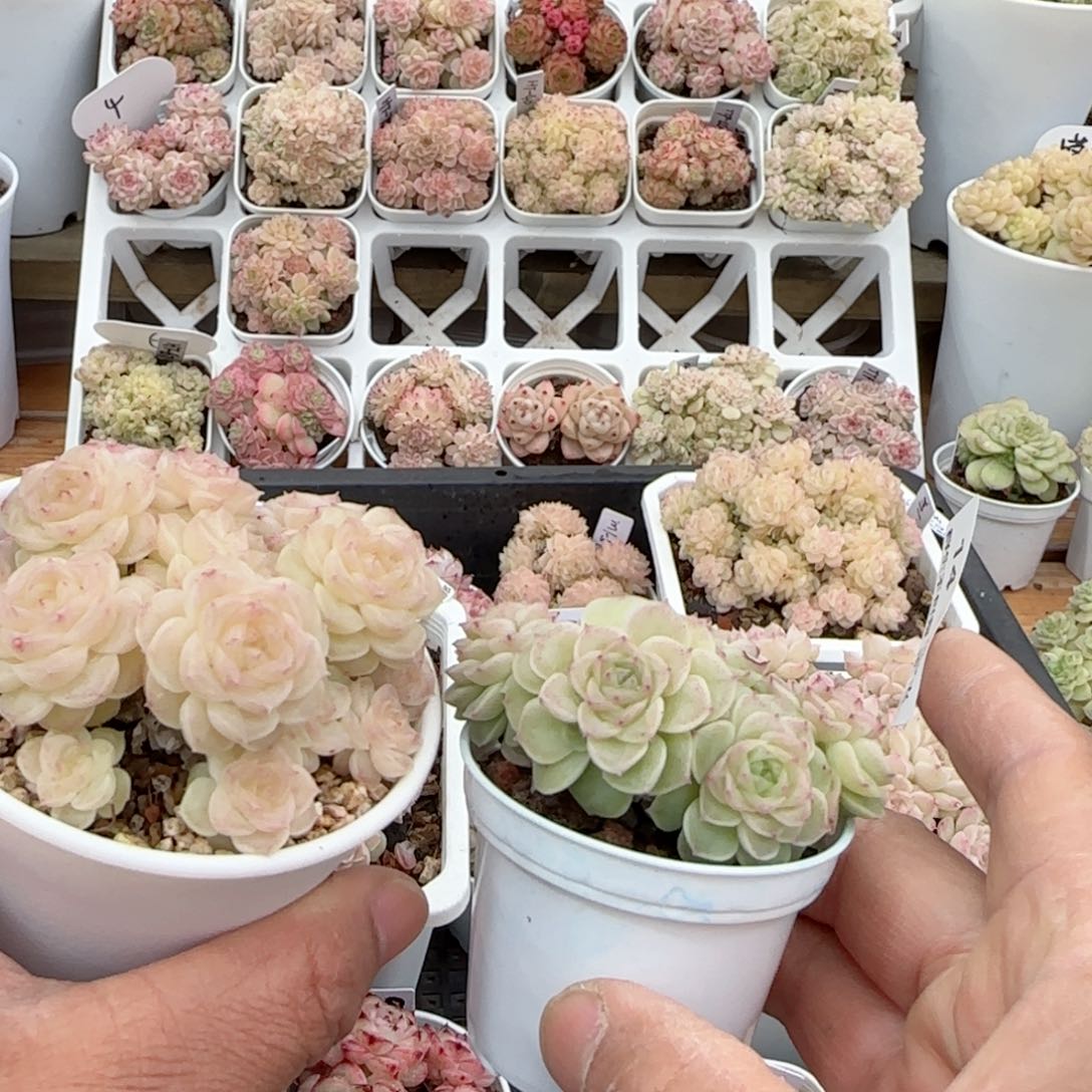 刘*傅【闪购商品】0207-14（fm-28）