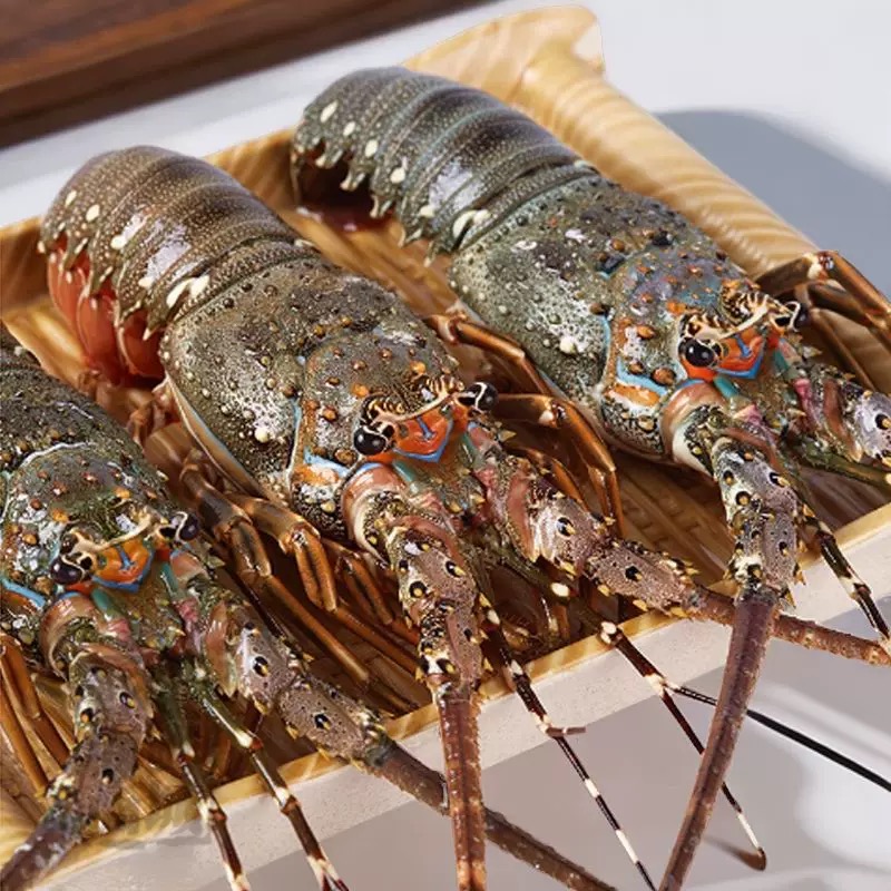 小青龙 江浙沪皖压冰发货【保鲜】其余省份冻发